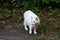 A young white hairy cat with light brown eye on the manhole