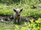 Young white hairy pig looking at the camera. Breed the hungarian