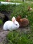 Young white and hare colored Satin Rabbit playing