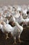 Young white hen looking at camera in a chicken poultry farm.