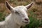 young white hornless goat
