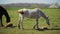 Young White Horse Graze on the Farm Ranch, Animal on Summer Pasture