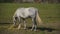 Young White Horse Graze on the Farm Ranch, Animal on Summer Pasture