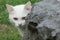 Young white kitten behind stone