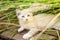 Young white kitty with bright blue eyes playing in the high grass. Wild born feral cat near one of the housing settlements in