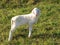 Young white lamb in a flock in the mountain