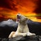 Young white lion, lioness lying and roar on mountain cliff against beautiful dusky sky use for king of wild , wilderness , leader