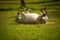 Young white Lipizaner horse on pasture in spring