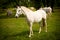 Young white Lipizaner horse on pasture in spring