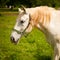 Young white Lipizaner horse on pasture in spring