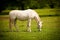 Young white Lipizaner horse on pasture in spring