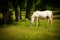 Young white Lipizaner horse on pasture in spring