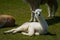 Young white llama resting on grass