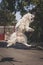 Young white male samoyed jumps to catch the ball