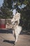 Young white male samoyed jumps to catch the ball