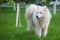 Young white male samoyed stands on green grass