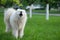 Young white male samoyed stands on green grass