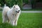 Young white male samoyed stands on green grass