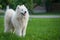 Young white male samoyed stands on green grass