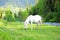 A young white mare will peacefully settle on the bank of a mountain river