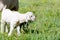 Young white miniature goat kid standing in the sunlight