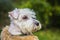 Young white mongrel dog on a sunny day in a park