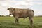 Young white muscular beef bull with horns is standing in a meadow.