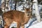 Young white nail deer in Quebec