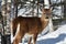 Young white nail deer in Quebec