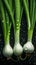 Young white onions and green scallions, covered in water droplets against a dark background, create a stunning composition.