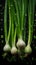 Young white onions and green scallions, covered in water droplets against a dark background, create a stunning composition.