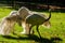 Young white ostrich birds leaving on farm