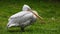 Young white pelican