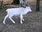 Young white reindeer from Lapland at the animal park of Sainte Croix in Moselle