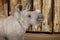 Young White Rhinoceros or Square-lipped rhinoceros