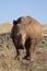 Young White Rhinocerus