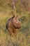 Young white rhinocerus standing in grassland in evening light