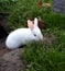 Young white Satin Rabbit playing