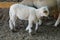 Young white sheep, lamp - side view