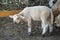 Young white sheep, lamp - side view