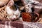 A young white spotted cat sleeps under a blanket near a cup of hot coffee. Coffee in bed