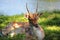 Young white-spotted deer relaxing in palace grounds. Utrecht, the Netherlands.