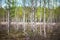 Young white-stemmed birches in spring. Young foliage