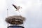 A young white stork flying above a nest