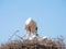 A young white stork zygonino inserts its beak into its parent`s beak while it regurgitates food