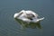 Young white swan. Cleans feathers