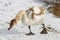 Young white swan walking on the snowy riverside in sunny winter day