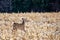 Young white-tailed deer buck Odocoileus virginianus in November, breathing heavy in a  Wisconsin cornfield