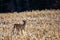 Young white-tailed deer buck Odocoileus virginianus in November, breathing heavy in a  Wisconsin cornfield