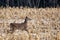 Young white-tailed deer buck Odocoileus virginianus in November in a  Wisconsin cornfield